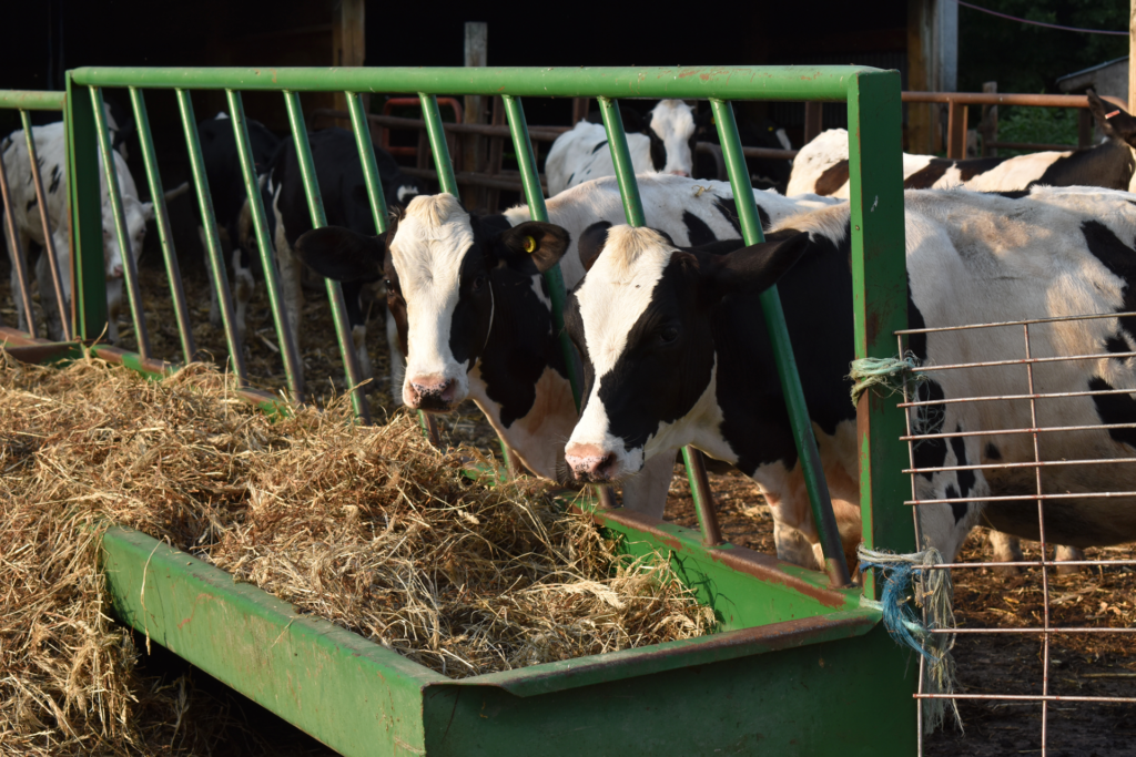 Holstein heifers eating hay from a feed trough. 