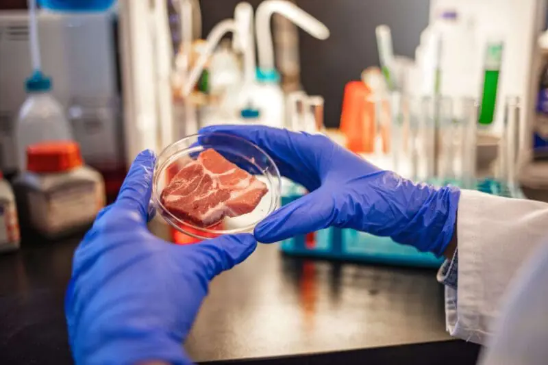Technician wearing latex gloves holding petri dish filled with meat samples for testing.
