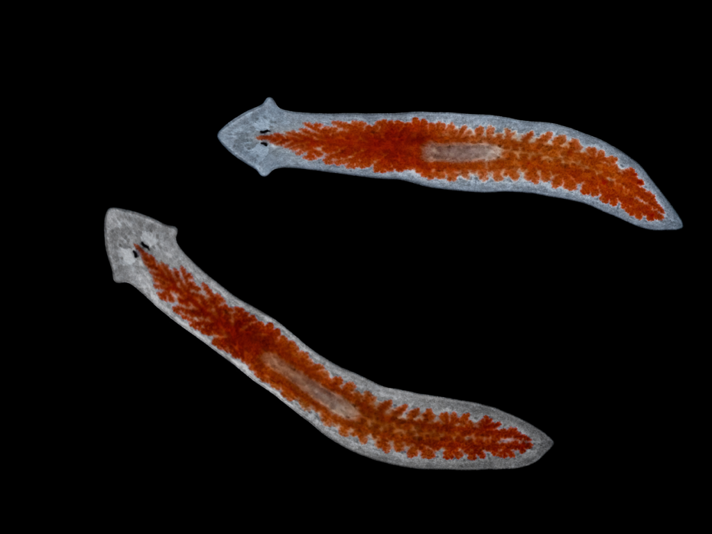 Two live aquatic planarian flatworms (Giardia tigrina).