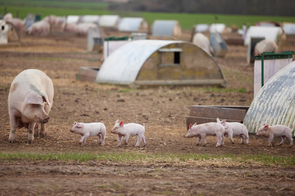 Sow breeding pig and piglets walking through barnyard.