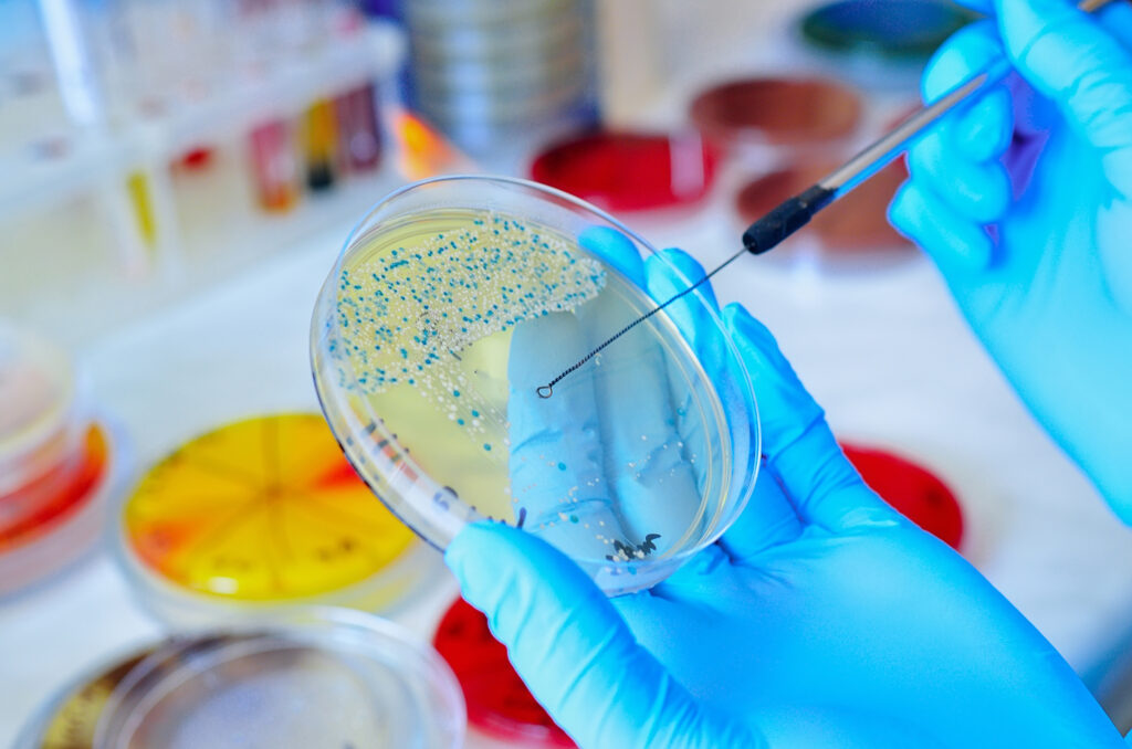 Scientist streaking a petri dish for cultural confirmation of bacteria testing. 