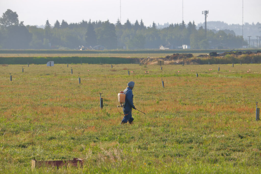 Farmer applying pesticides to cranberries growing in a bog.