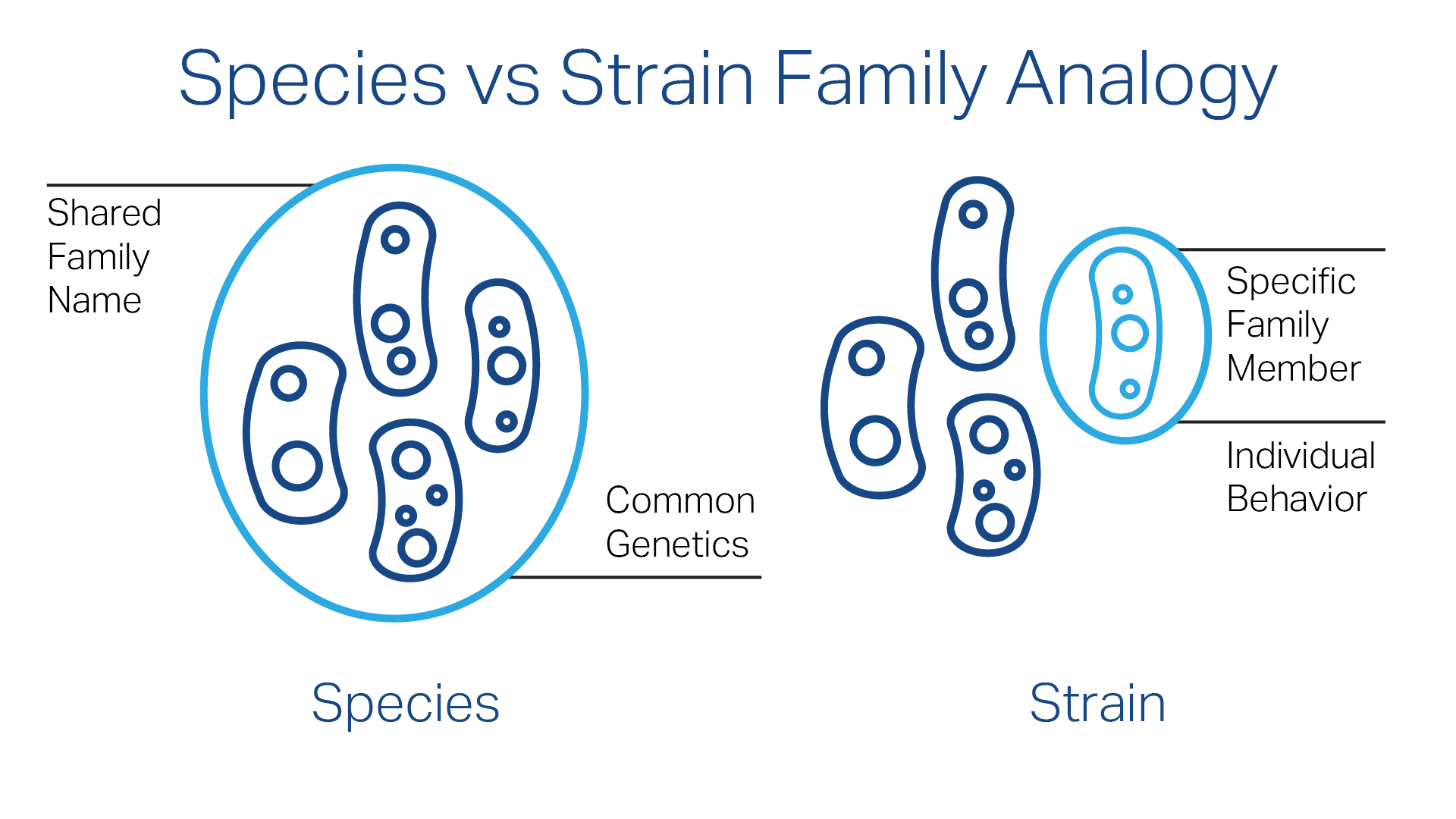 Microbial strain typing family analogy graphic.