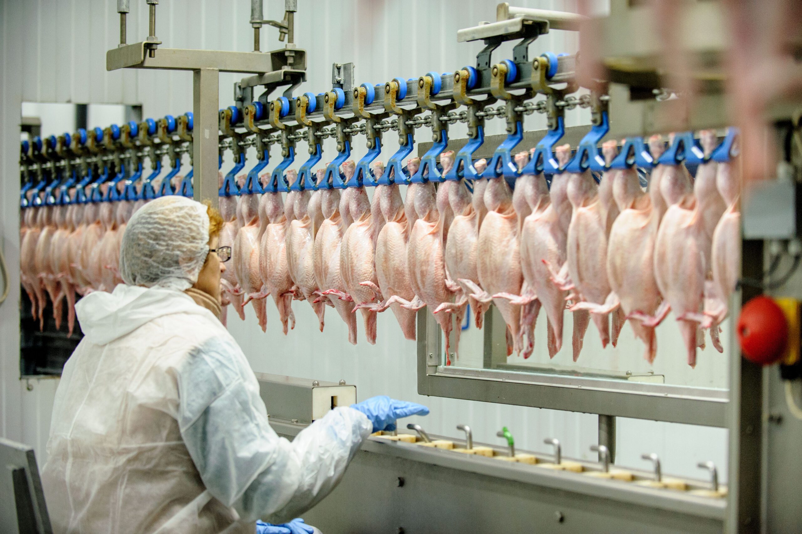 Worker on a poultry processing line in a food facility.  
